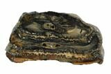 Mammoth Molar Slice With Case - South Carolina #95275-1